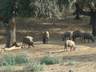 TRANSPORTE GRATUITO PARA TODOS LOS ARTICULOS DE LA WEB